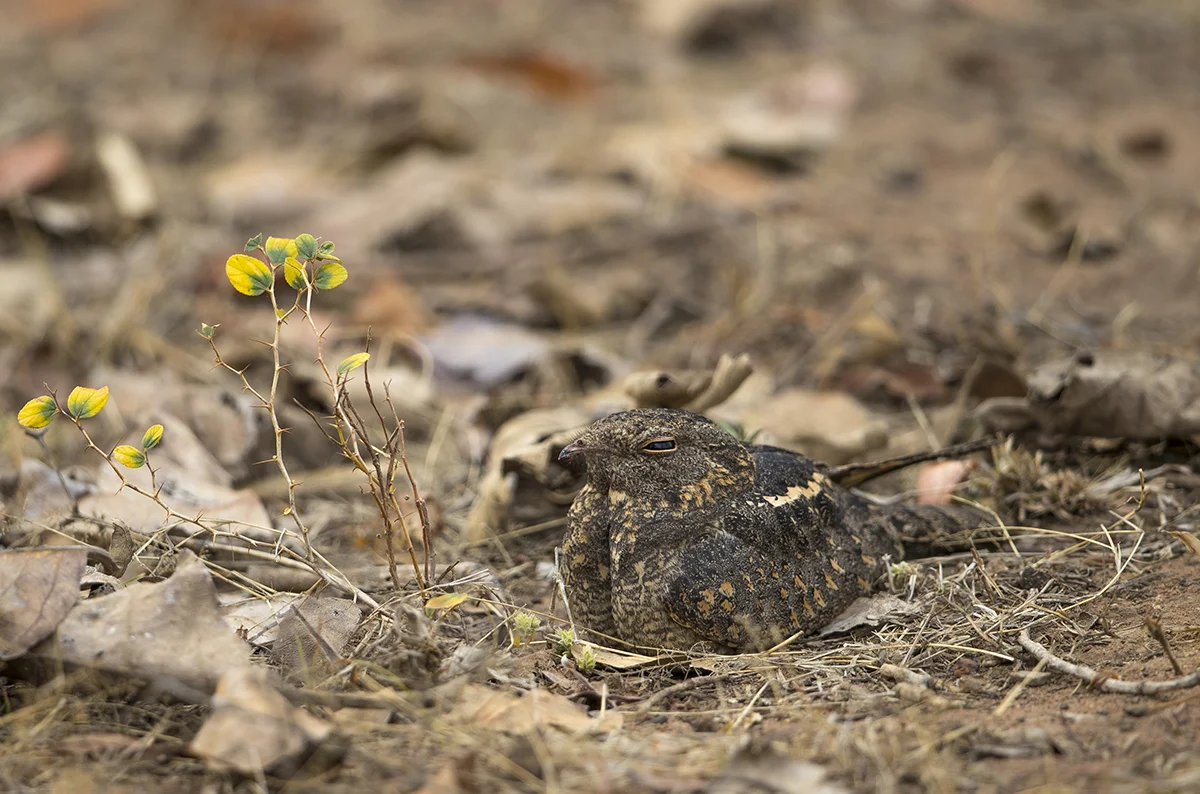 Hindunachtschwalbe Caprimulgus asiaticus