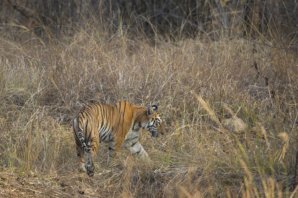 Patriachin einer Tigerdynastie im Tadoba Gebiet