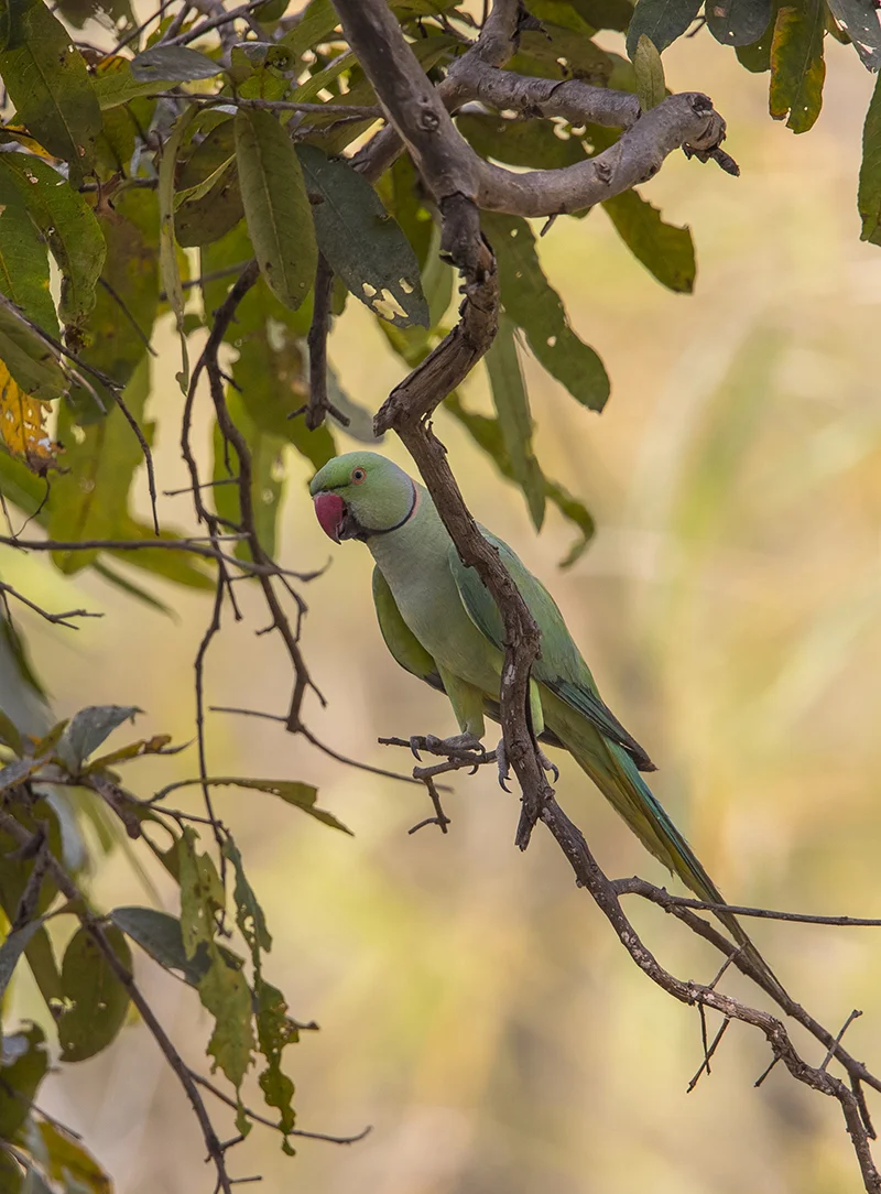 Halsbandsittich Psittacula krameri manillensis
