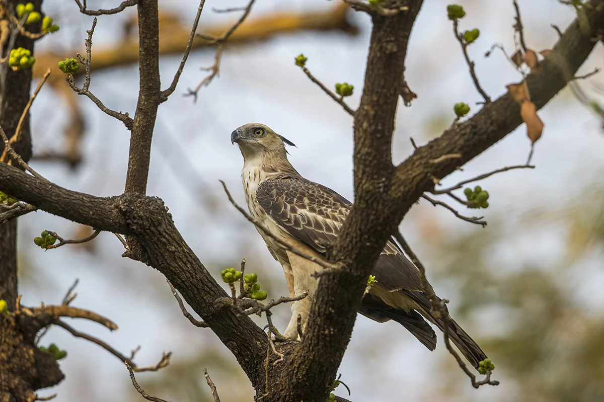 Einfarb-Haubenadler Spizaetus cirrhatus