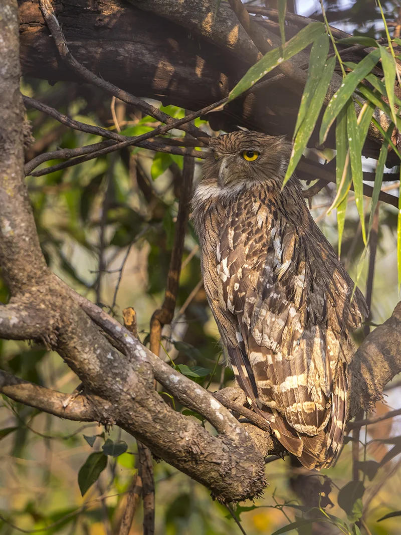 Wellenbrust-Fischuhu Ketupa zeylonensis canon 1 d x II 4/ 500 mm 1/ 400 sec ISO 800 03.04.2019 8:16 Uhr