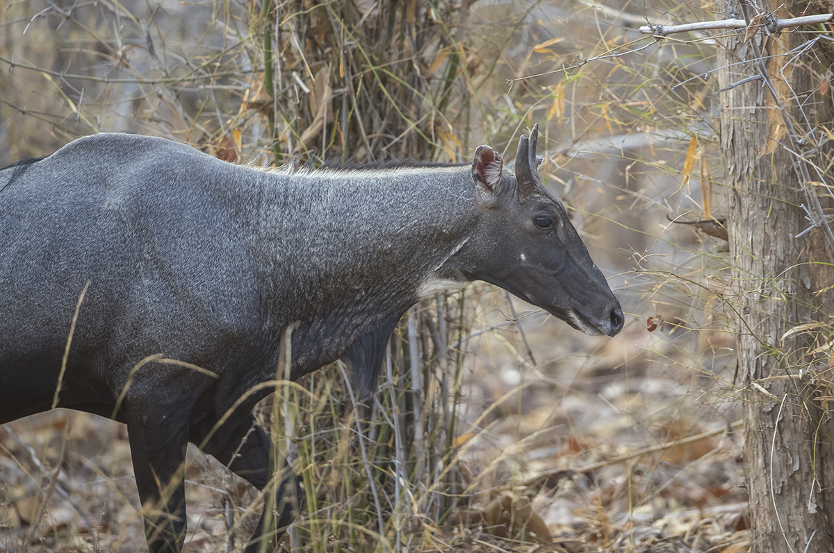 Nilgauantilope Boselaphus tragocamelus