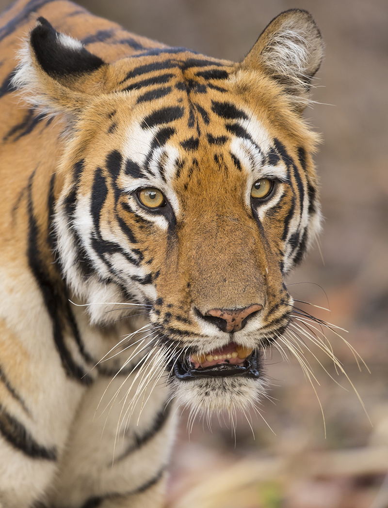  Tiger   Panthera tigris     Tadoba  Indien  4.2019 