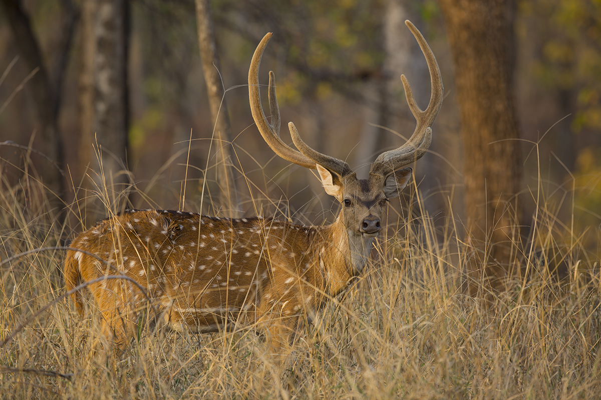 Axishirsch Axis axis Pench Indien 3.2019