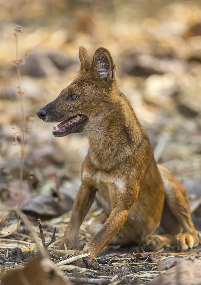 Asiatischer Wildhund Rothund Cuon alpinus Tadoba Indien 4.2019