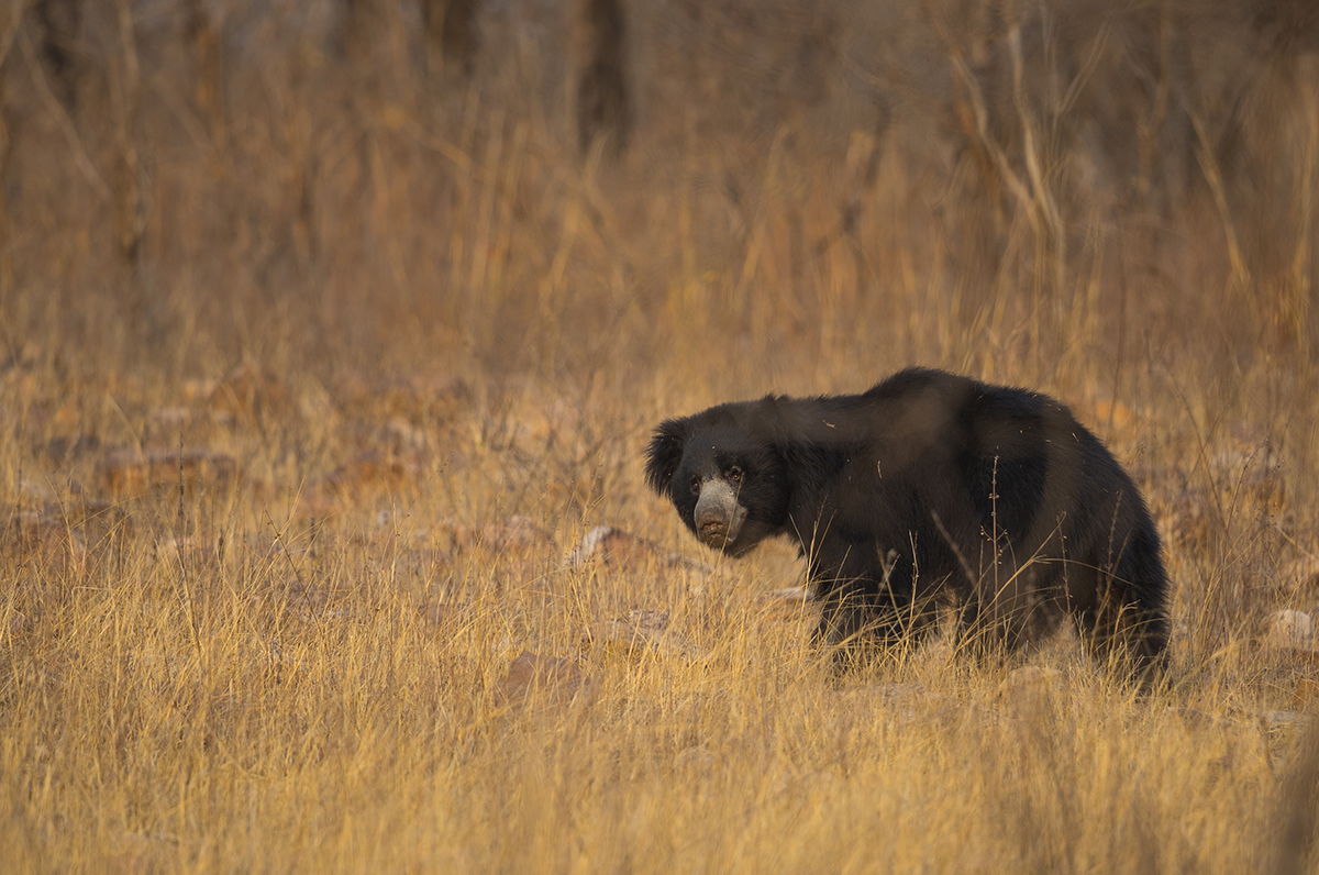  Lippenbär   Melursus ursinus     Tadoba  Indien  4.2019 