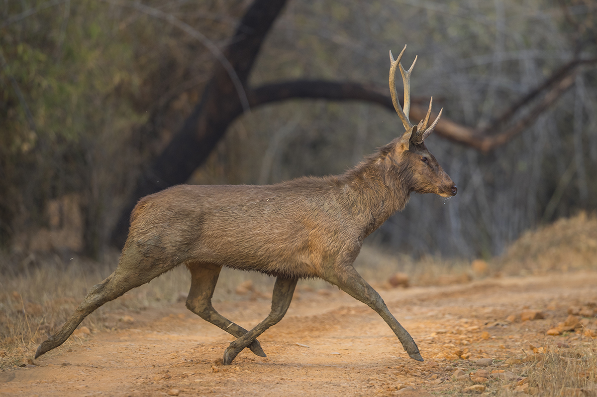 Sambarhirsch Cervus unicolor Tadoba Indien 4.2019