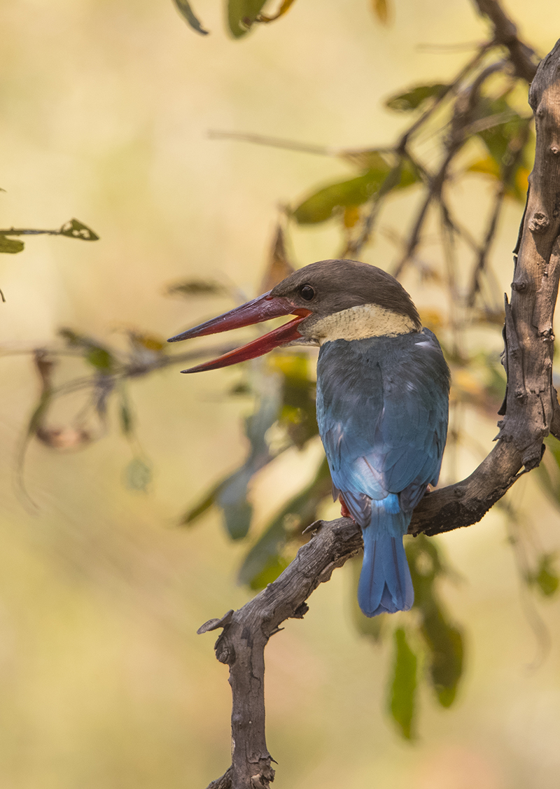  Storchschnabelliest   Pelargopsis capensis     Tadoba  Indien  4.2019 