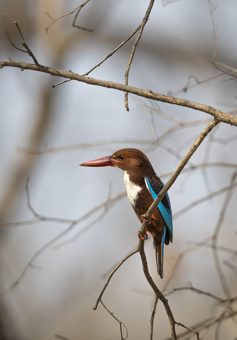  Braunliest   Halcyon smyrnensis     Pench  Indien  3.2019 