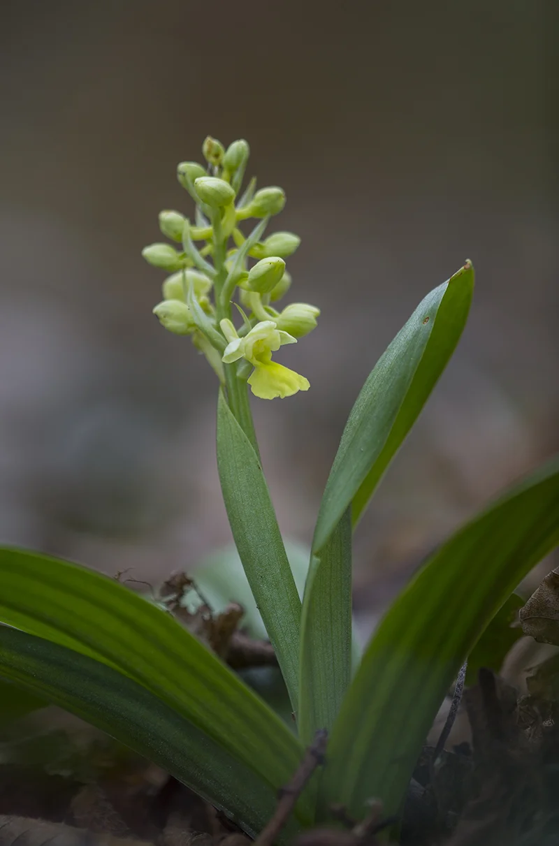 Blasses Knabenkraut Orchis pallens Sachsen-Anhalt April 2019