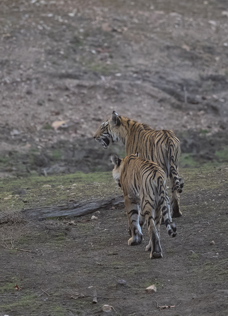  Tiger   Panthera tigris     Pench  Indien  3.2019 