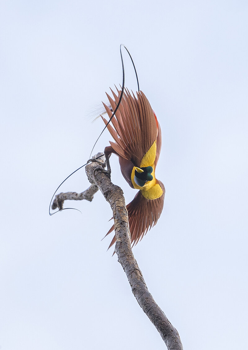  Diese Balzplätze gibt es seit Jahrzehnten in den Regenwäldern auf Papua.  Canon 1 d x II  5/ 500 mm  1/ 1000 sec  ISO 800  02.10.2019   