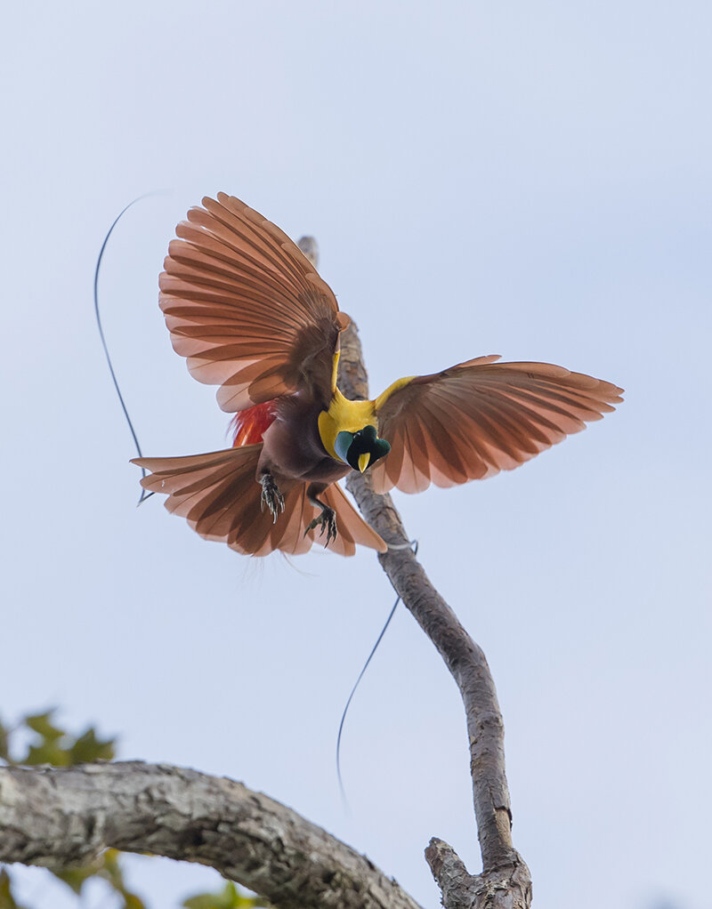  Roter Paradiesvogel   Paradisaea rubra    Canon 1 d x II    6,3/ 500 mm    1/ 1000 sec    ISO 800    02.10.2019    15:37 Uhr    Waigeo      