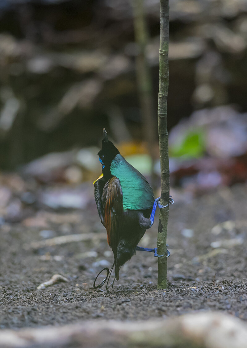  Nacktkopf-Paradiesvogel   Cicinnurus respublica    Canon 1 d x II    2,8 / 300 mm    1 / 200 sec    ISO 3200    04.10.2019    9:08 Uhr    Waigeo    