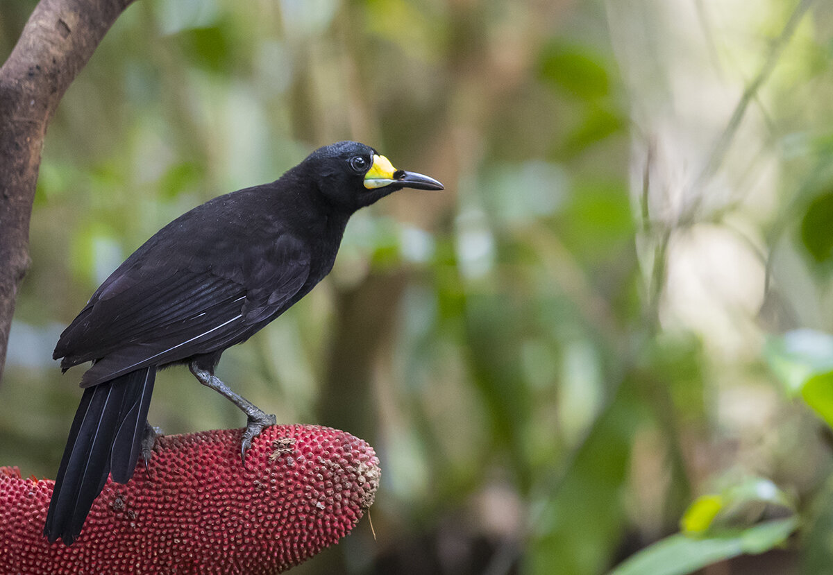  Lang-schwanz-paradigalla   Paradigalla carunculata    (Paradiesvogel)    canon 1 d x II    3,2 / 300 mm    1 / 200 sec    ISO 8000    09.10.2019    7:52 Uhr    Arfak montane      