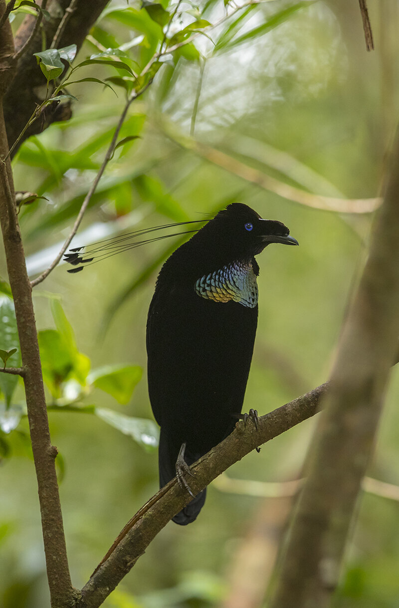  Arfak- Strahlenparadiesvogel   Parotia sefilata    Canon 1 d x II    2,8 / 300 mm    1 / 160 sec    ISO 2000    08.10.2019    16:00 Uhr    Arfak-momtane          