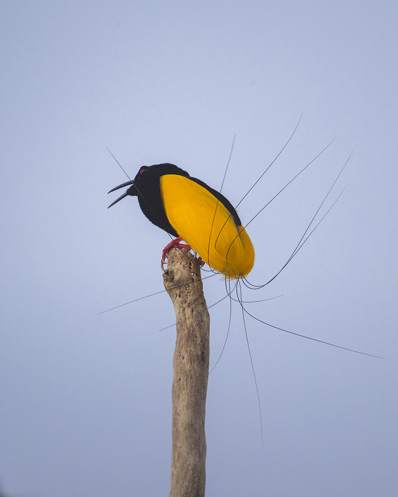  Fadenhopf   Seleucidis melanoleuca    ( Paradiesvogel )    canon 1 d x II    5,6 / 700 mm    1 / 160 sec    ISO 1000    14.10.2019    5:18 Uhr    Nimbokrang    