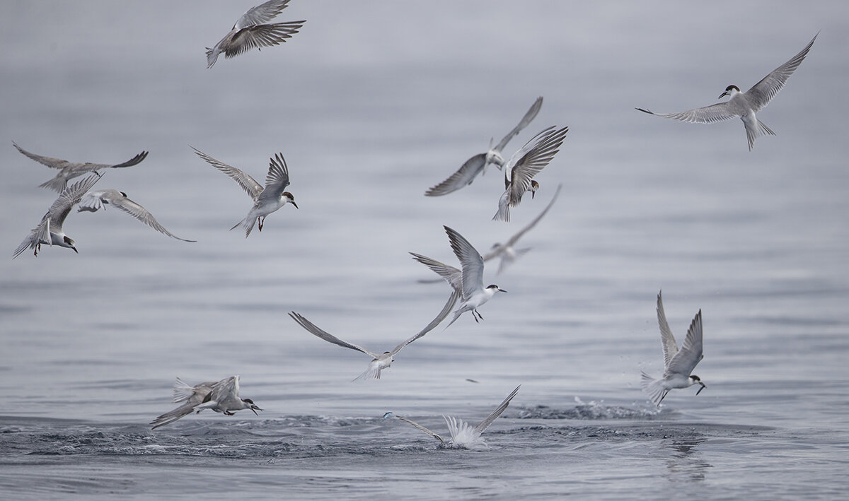  Solche Vogelschwärme auf dem Meer, zeigen das große Jäger unterwegs sind. 