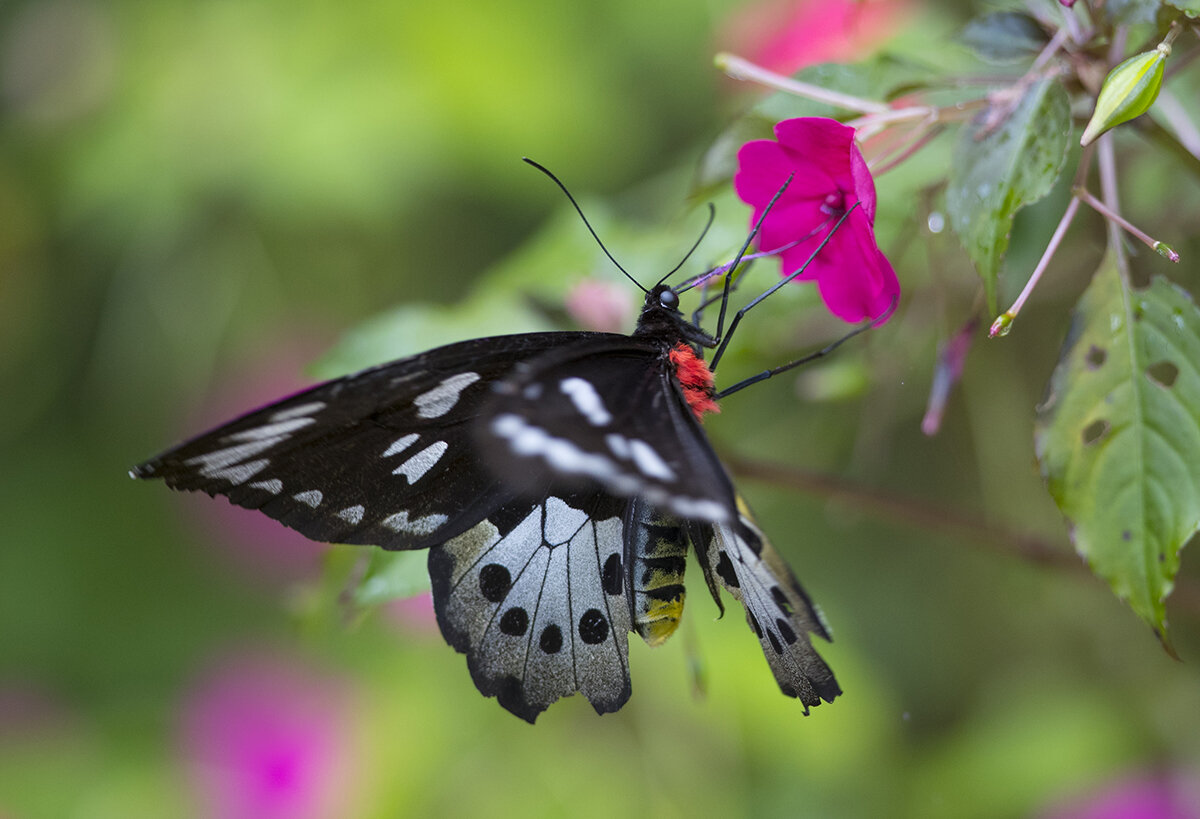  Goliath Vogelfalter  Goliath Birdwing  Ornithoptera Goliath  Arfak Berge 