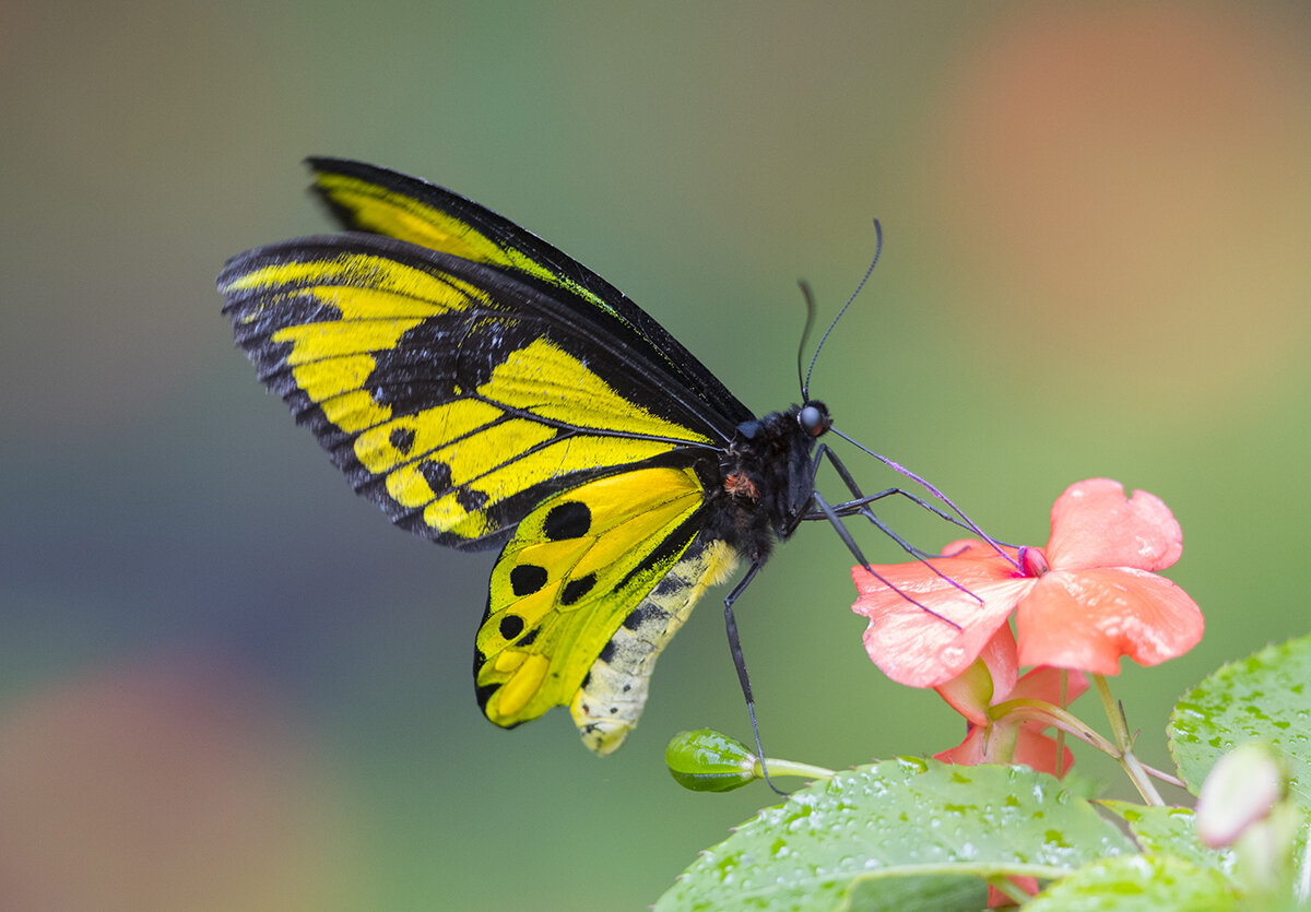  Goliath Vogelfalter  Goliath Birdwing  Ornithoptera Goliath  Arfak Berge 