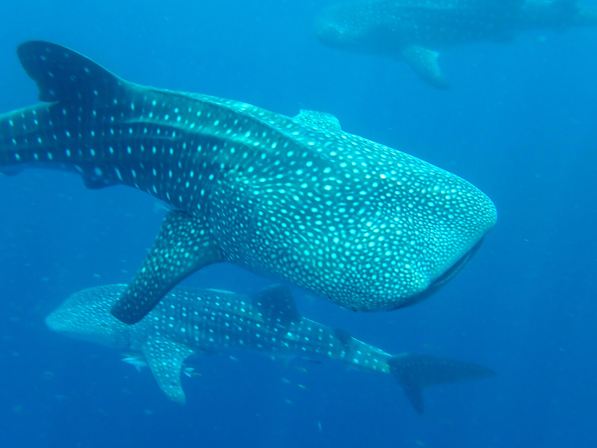  Walhai   Rhincodon typus    Olympus TG5    3,2 / 5 mm    1 / 125 sec    ISO 100    19.10.2019    8:47 Uhr    Cenderawasih Bay    Diese sanften, neugierigen und behutsamen Riesen waren ein wunderbares Erlebnis für uns.  