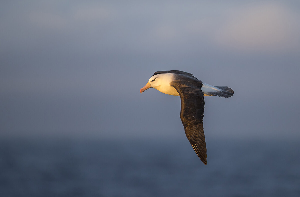  Schwarzbrauenalbatros  Thalassarche melanophris  Antarktis 2018 