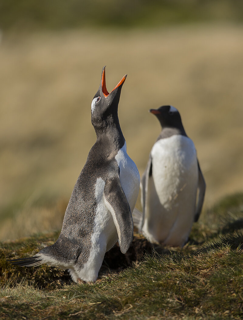  Eselspinguin  Pygoscelis papua  2018 