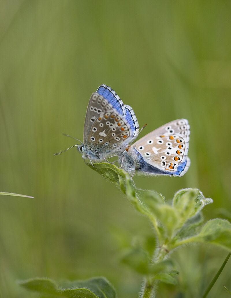  Lycaenidae 