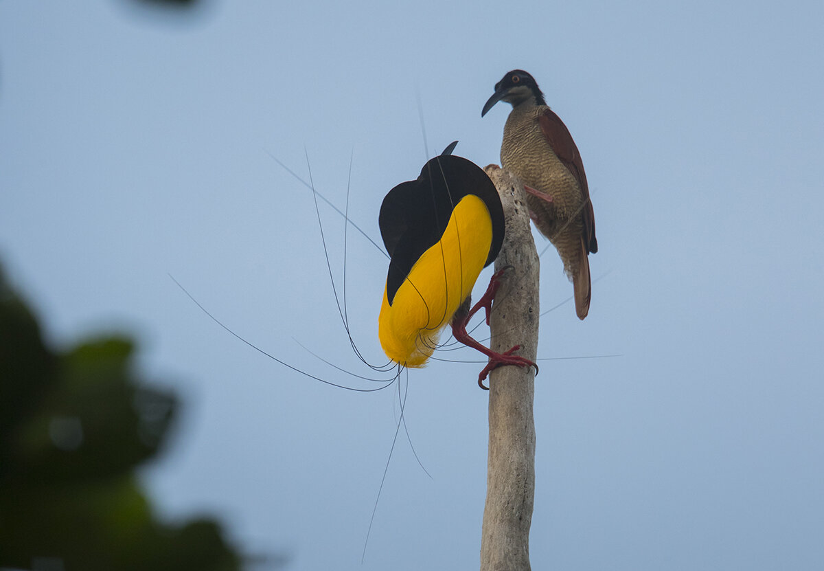  Papua  2019 