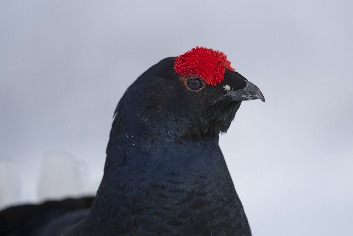  Die Rosen sind der ganze Stolz des Birkhahnes. 