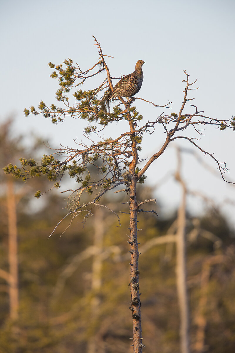  Die Hennen laufen über den Balzplatz, um dann auf einem Baum eine Tribüne zu betreten. Von oben haben Sie den besten Überblick über die Kontrahenten. 