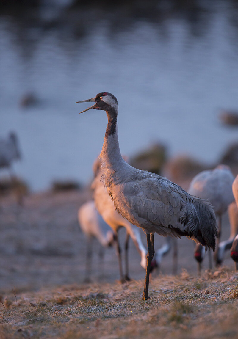  Die Tiere rufen nach ihren Partnern.  Kranich  Grus grus  canon 5 d III  2,8/ 300 mm  1/ 1250 sec  ISO 2000  11.04.2021  6:14 Uhr 