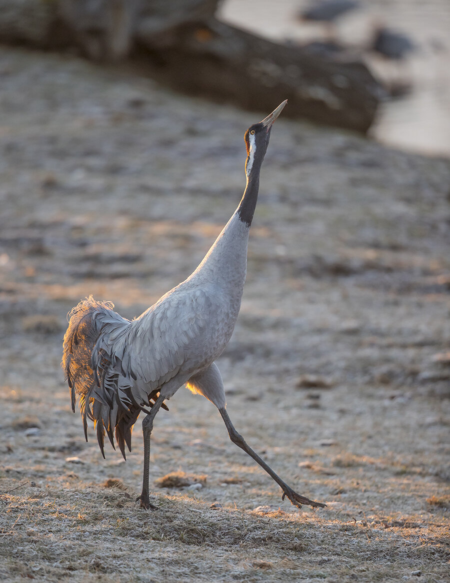  Dieser stolze Schritt leitet das Liebesspiel ein.  Kranich  Grus grus  canon 1 d x II  4/ 500 mm  1/ 500 sec  ISO 1600  11.04.2021  6:24 Uhr 