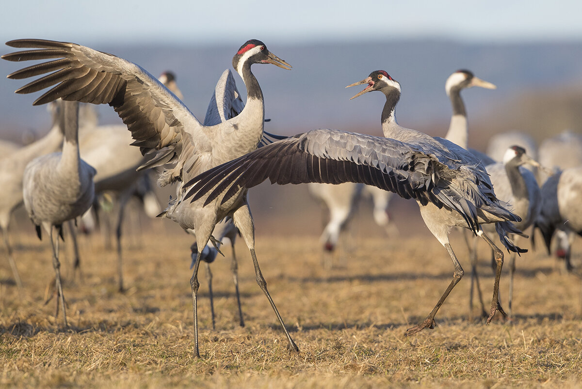  Paarungstanz  Kranich  Grus grus  canon 1 d x II  4/ 500 mm  1/ 1600 sec  ISO 800  10.04.2021  18:58 Uhr     