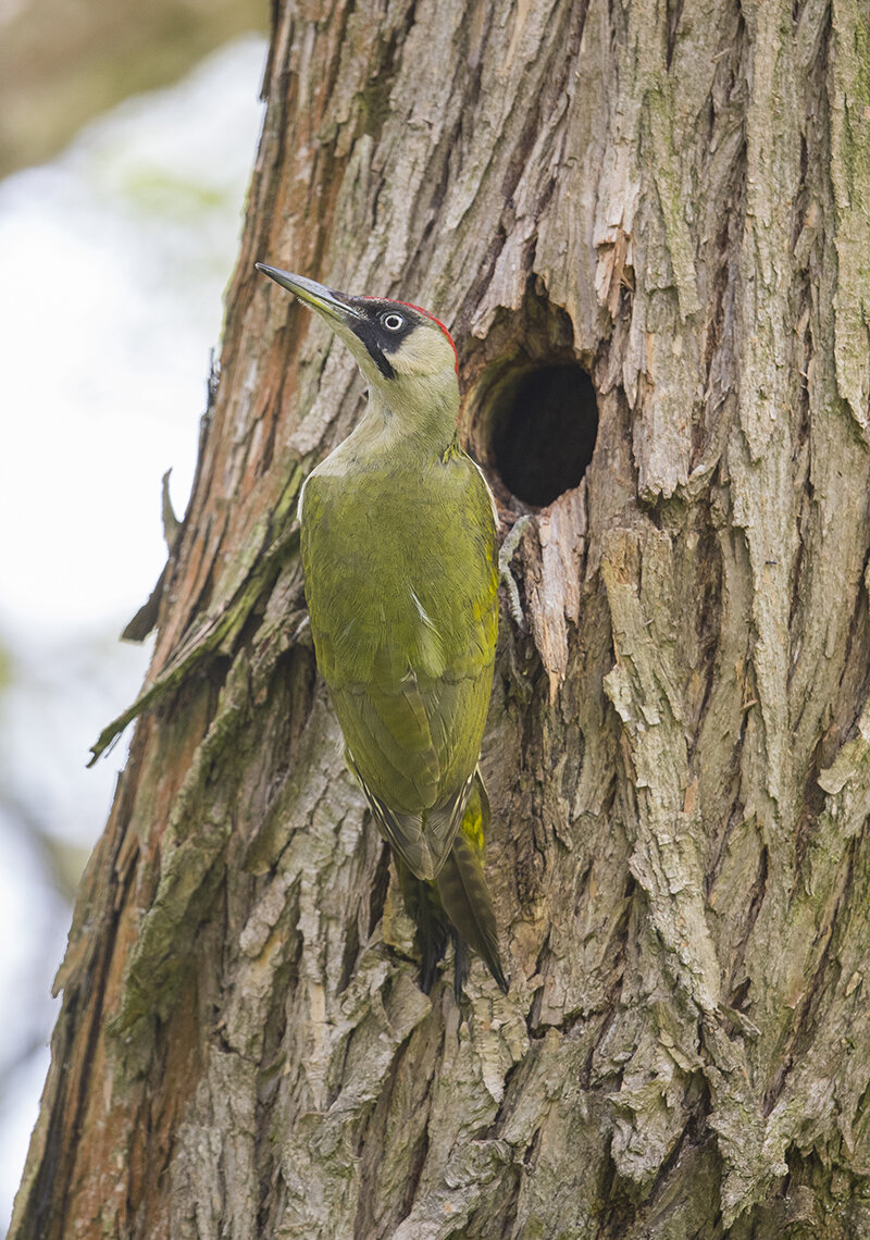  Grünspecht  Picus viridis  Treuenbrietzen  Mai 2021 