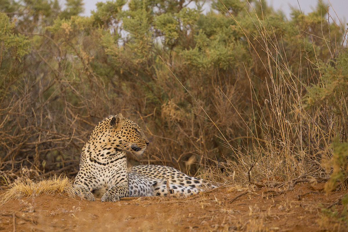 Leopard  Panthera pardus  canon 5 d III  4,5/500mm  1/1000 sec  ISO 1000  13.08.2021  18:03 Uhr  Samburu  Kenia     