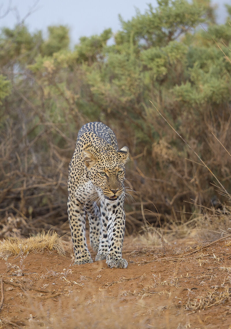  Der Samburu NP liegt 350 km nördlich von Nairobi auf 1000 m üN. Mit einer Niederschlagsmenge unter 400 mm im Jahr ist es ein Trockengebiet.  Leopard  Panthera pardus  canon 5 d III  4,5/500mm  1/400 sec  ISO 500  18:07 Uhr   