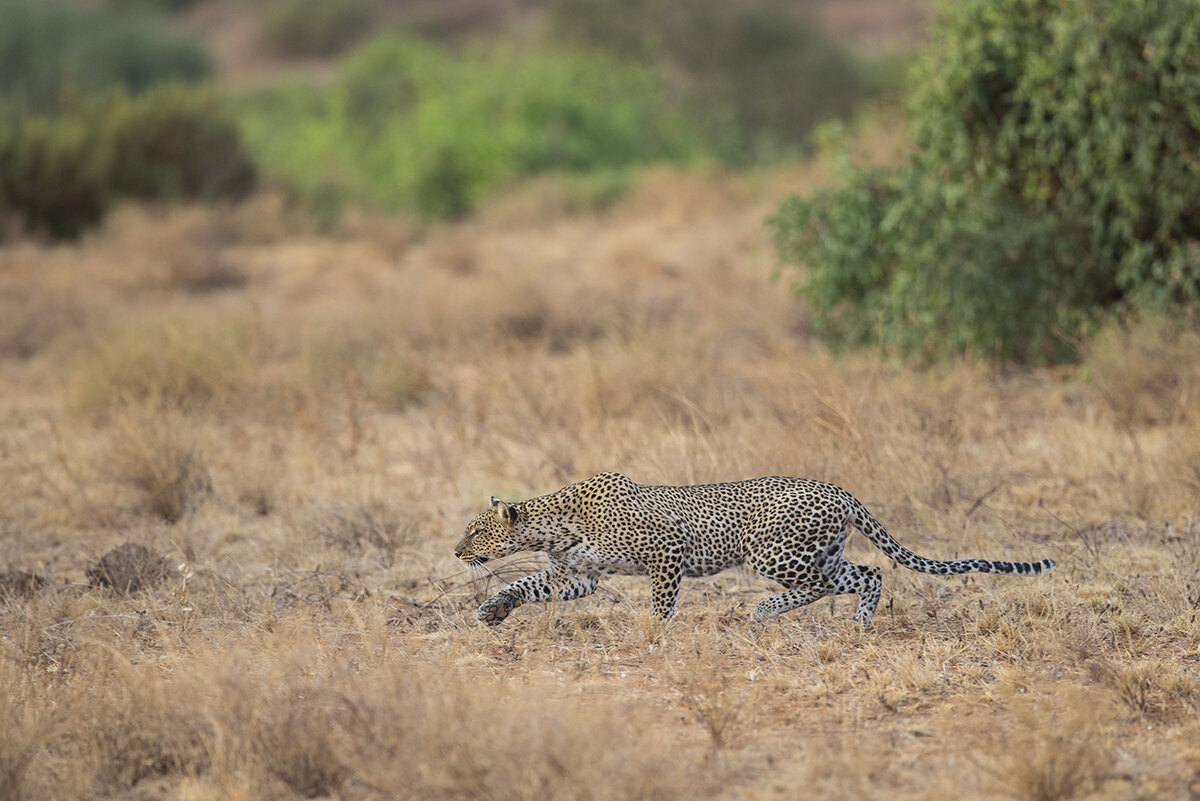  Leopard  Panthera pardus  canon 1 d X II  2,8/300mm  1/ 640 sec  ISO 400  13.08.2021  18:02 Uhr  Samburu  Kenia 