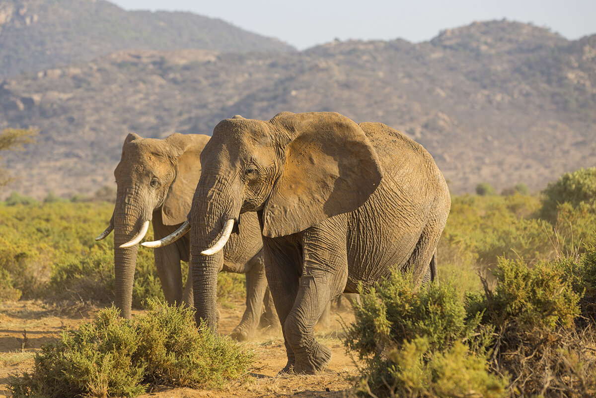  Elefant  Loxodonta africana  canon 5 d III  4,5/ 155 mm  1/ 500 sec  ISO 100  13.08.2021  8:09 Uhr  Samburu  Kenia     