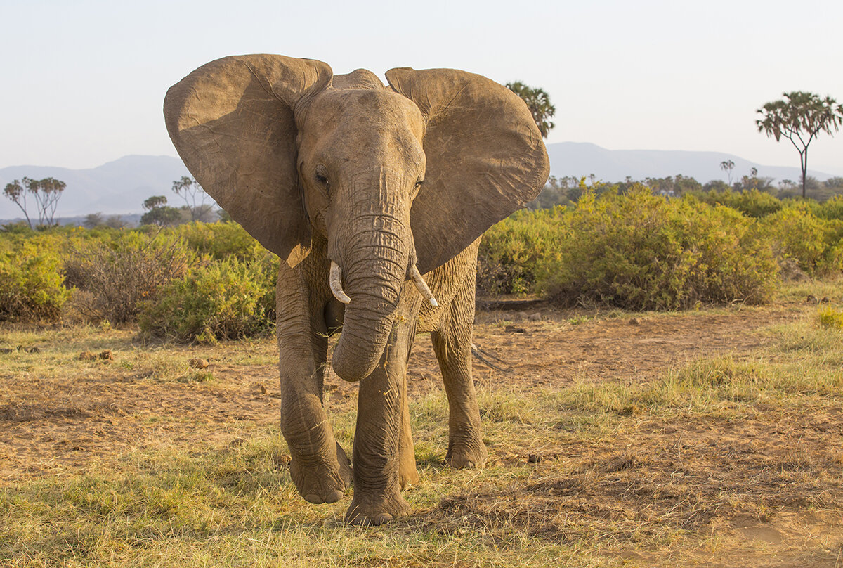  Auf dem Weg zum Fluß sind die Mütter nervös, da hier große Gefahren für die Kleinen lauern.  Elefant  Loxodonta africana  cano 5 d III  8/70mm  1/320 sec  ISO 320  12.08.2021  17:37 Uhr  Samburu  Kenia     