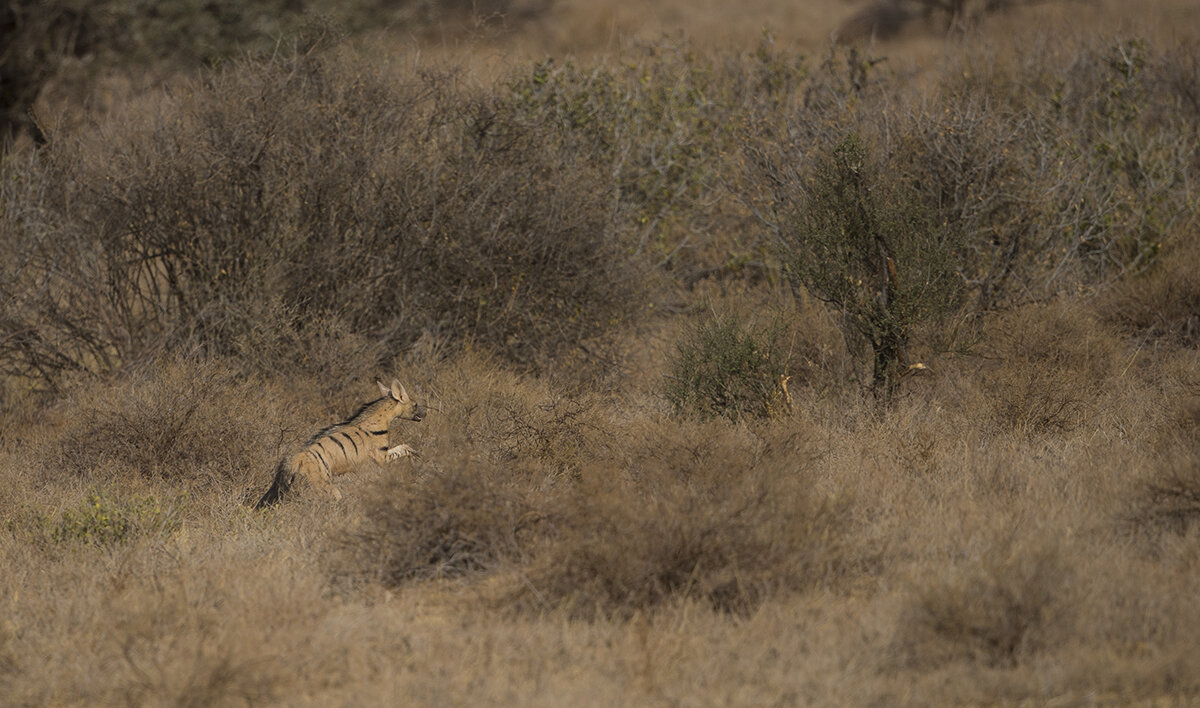  Streifenhyäne  Hyaena hyaena 