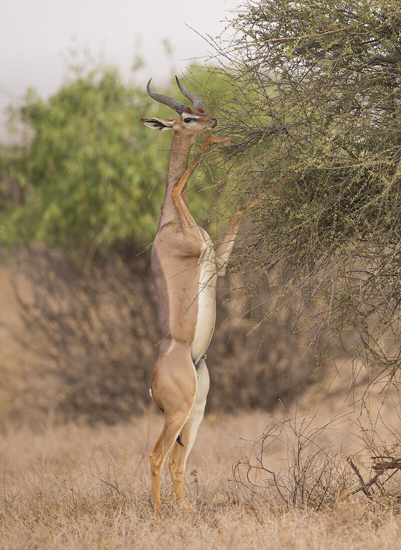  Giraffengazelle  Gerenuk  Litocranius walleri  canon 1 d x II  4/500mm  1/320 sec  ISO 250  13.08.2021  17:39 Uhr  Samburu  Kenia     