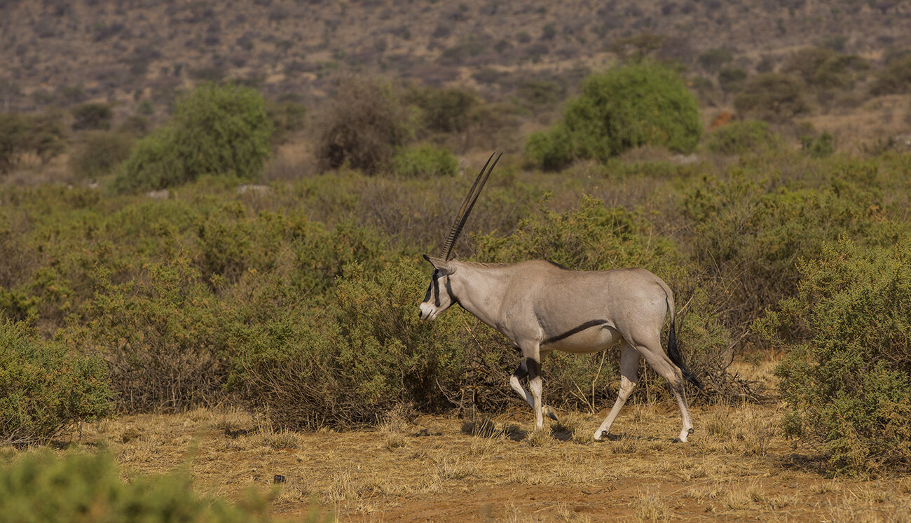  Beisa-Oryx  Oryx beisa 