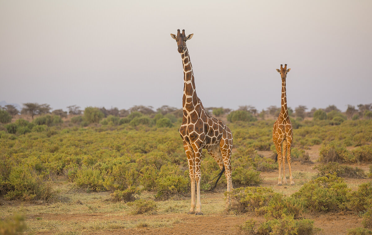  Netzgiraffe  Giraffa camelopardalis reticulata 