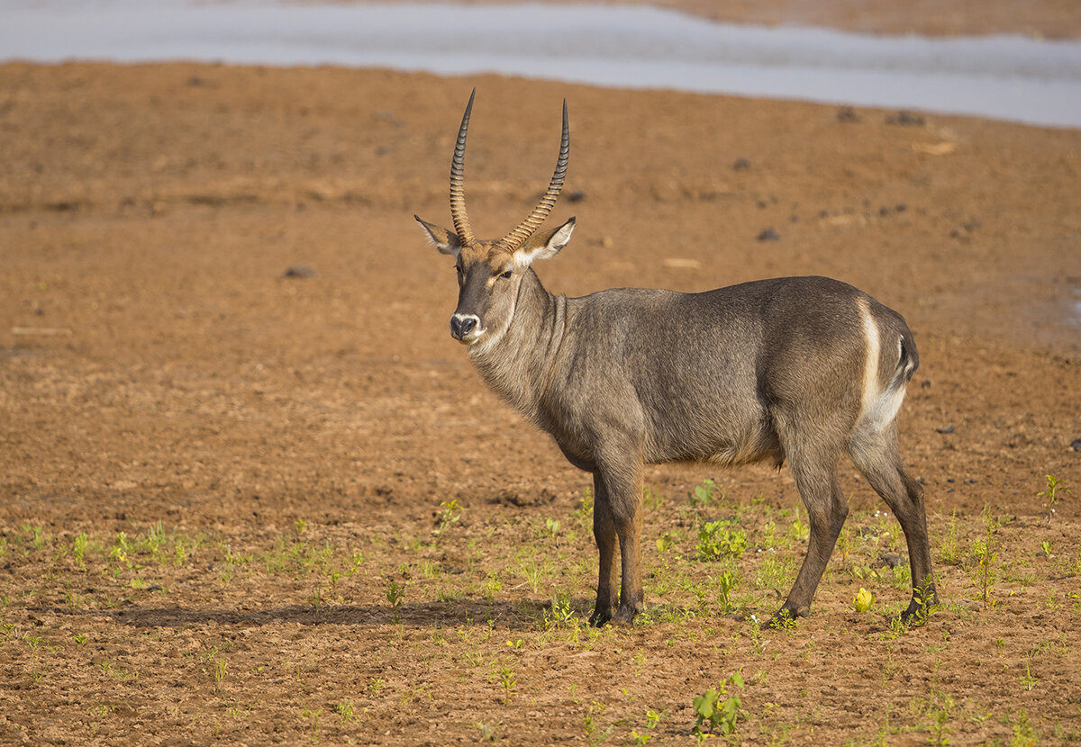  Elipsen-Wasserbock  Kobus ellipsiprymnus 