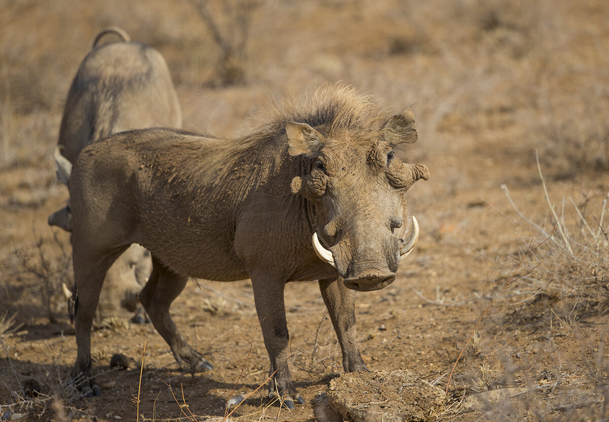  Warzenschwein  Phacochoerus africanus 