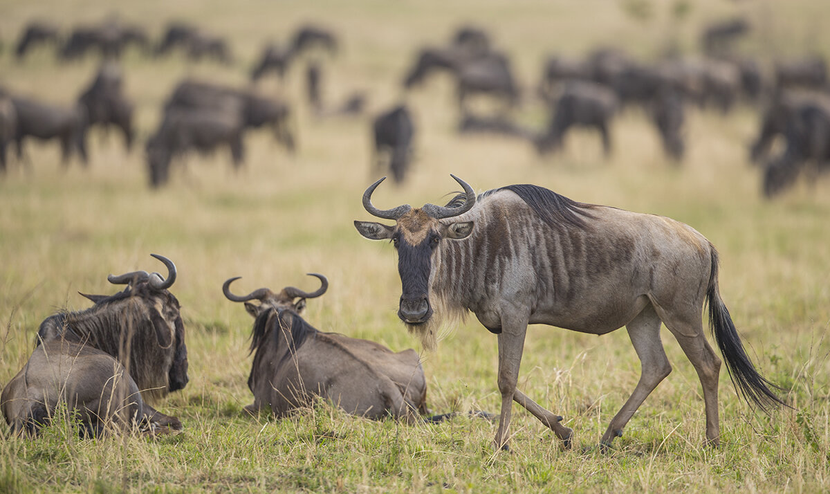  Migration  Die Große Wanderung, 1,8 Mill Gnus suchen saftige Weiden hinter dem Mara Fluß.  Streifengnu / Weißbartgnu  Connochaetes mearnsi  canon 1 d x II  4/500mm  1/320 sec  ISO 250  Masia-Mara  18.08.2021  16:35 Uhr     