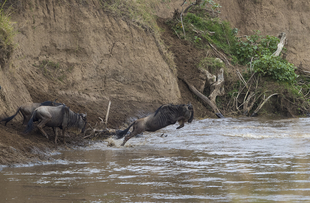  Wenn der Hang ohne Verletzung geschafft ist, warten im Fluss Krokodile und Flusspferde. Der Aufstieg auf der anderen Seite ist auch nicht einfach.  Gnus Connochaetes mearnsi canon 1 d x II 8/500mm 1/1000sec ISO 640 21.08.2021 15:03 Uhr Masai Mara   