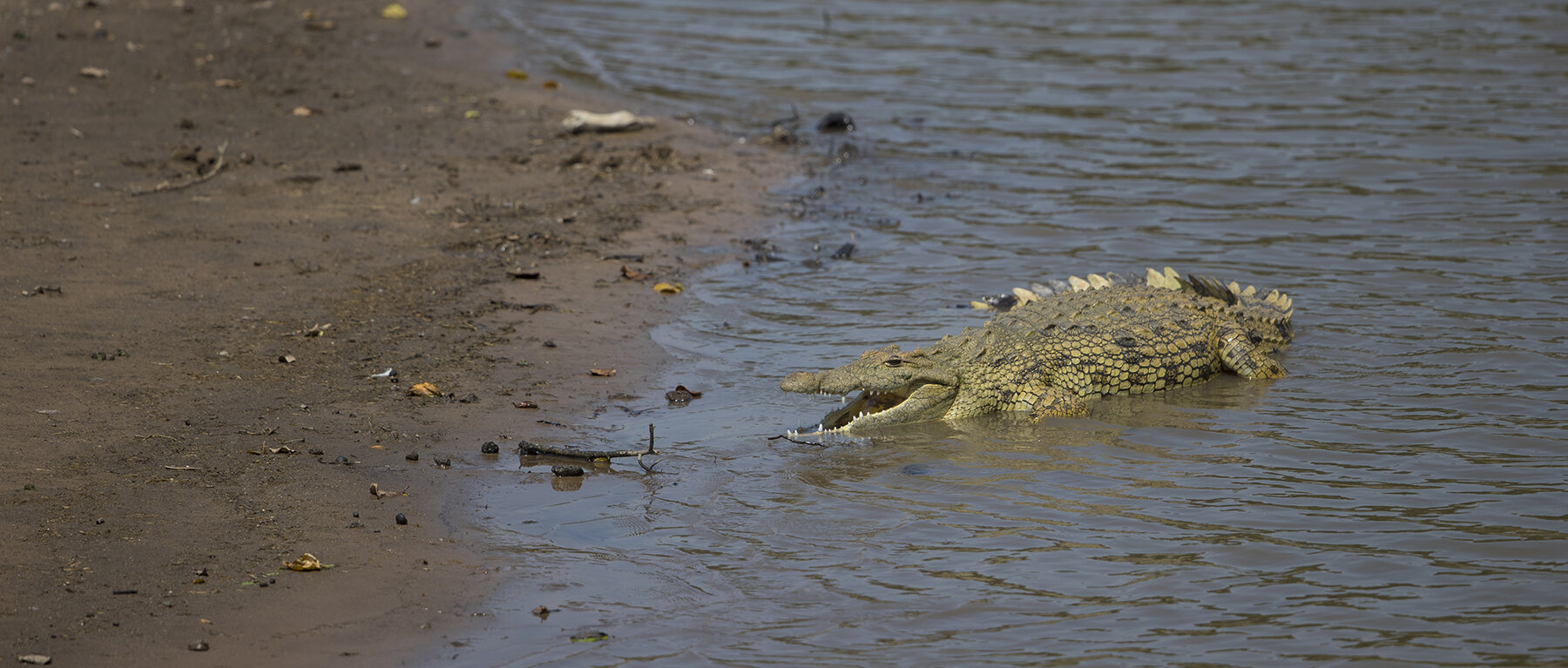  Krokodil  Crocodylia 