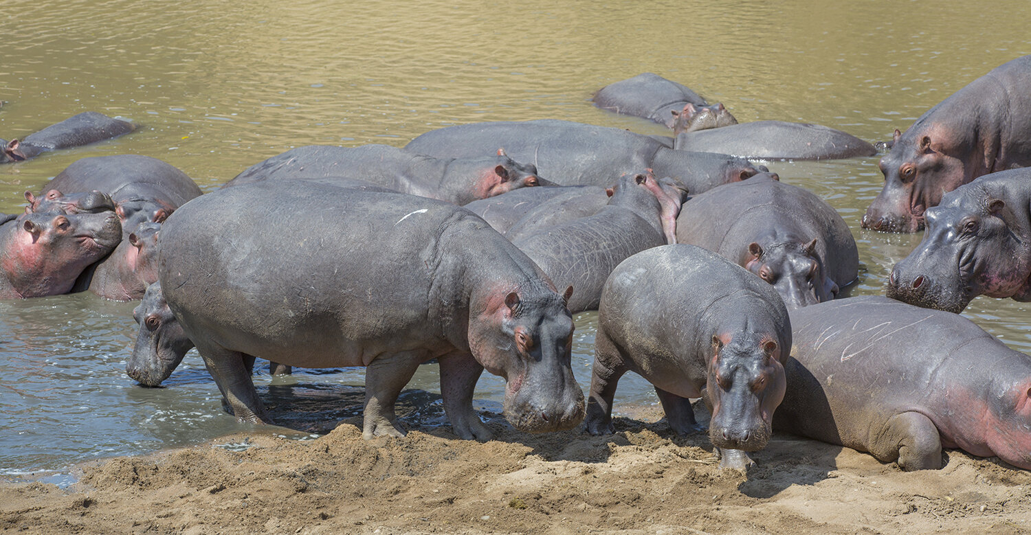  Flusspferd  Hippopotamus amphibius 